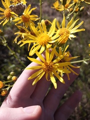 Jacobaea ferganensis