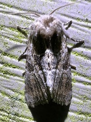 Meropleon ambifusca