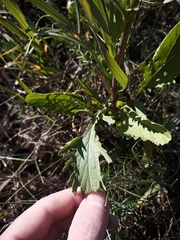 Jacobaea ferganensis