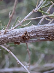 Halodiplosis sarcobati