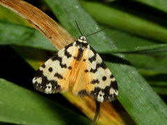 Thallarcha jocularis