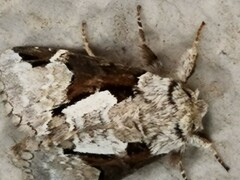 Wilemanus bidentatus