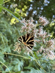 Euplagia quadripunctaria