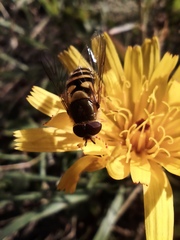Syrphus ribesii