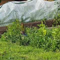 Platycercus elegans elegans