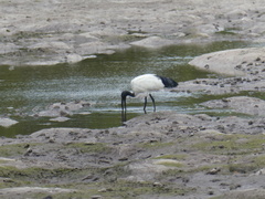 Threskiornis aethiopicus