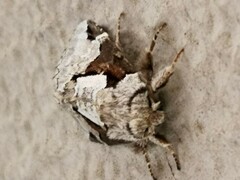 Wilemanus bidentatus