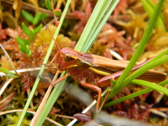 Stethophyma lineatum