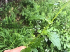 Chenopodiastrum murale