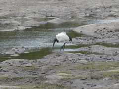 Threskiornis aethiopicus