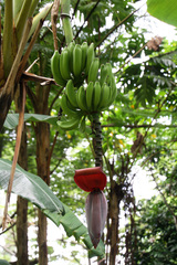 Musa × paradisiaca