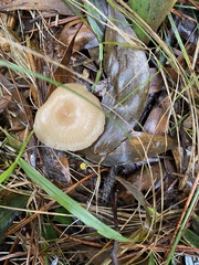 Singerocybe clitocyboides