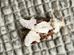 Wilemanus bidentatus