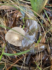 Singerocybe clitocyboides
