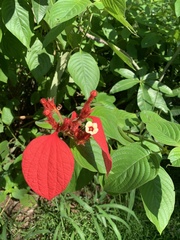 Mussaenda erythrophylla