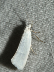 Tipanaea patulella