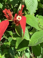 Mussaenda erythrophylla