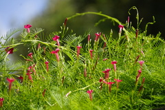Ipomoea quamoclit
