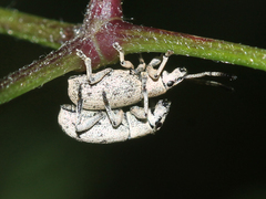 Pseudomeira prolixa