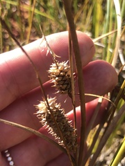 Carex vesicaria
