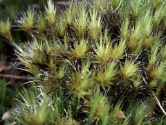 Campylopus introflexus