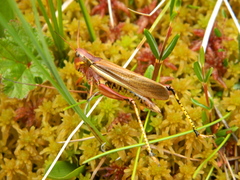 Stethophyma lineatum