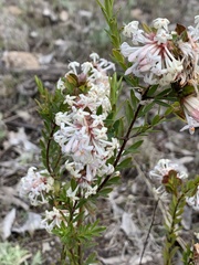 Pimelea linifolia