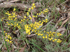 Acacia spinescens