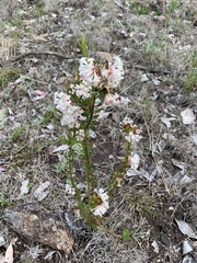 Pimelea linifolia