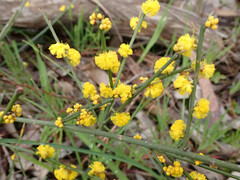 Acacia spinescens