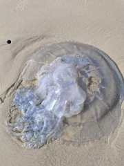 Rhizostoma pulmo