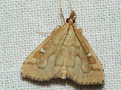 Udea hyalistis