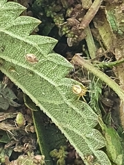 Araniella