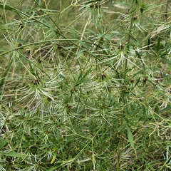 Clematis microphylla