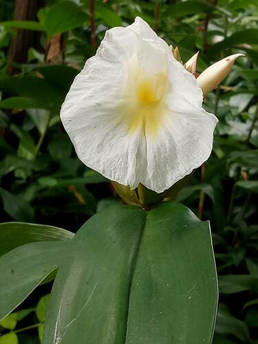 Costus observed 2022-09-10