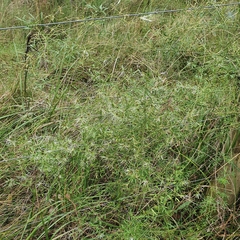 Clematis microphylla
