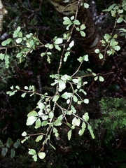 Elaeocarpus hookerianus