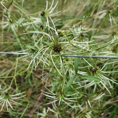 Clematis microphylla