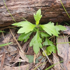 Erigeron karvinskianus
