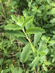 Atriplex semibaccata