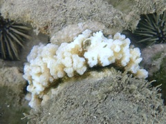 Pocillopora
