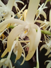 Dendrobium speciosum hillii