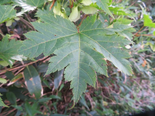 Image of Acer tschonoskii by (c) Marco Mussita, some rights reserved (CC BY)