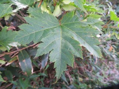 Acer tschonoskii