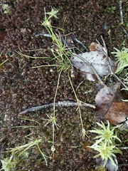 Schoenus maschalinus