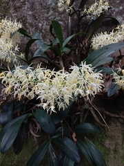 Dendrobium speciosum hillii