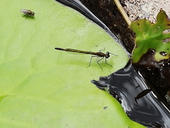 Austrocnemis maccullochi