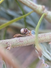 Rhopalomyia chrysothamni