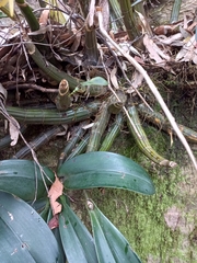 Dendrobium speciosum hillii