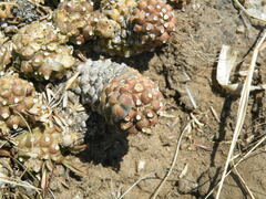 Euphorbia davyi
